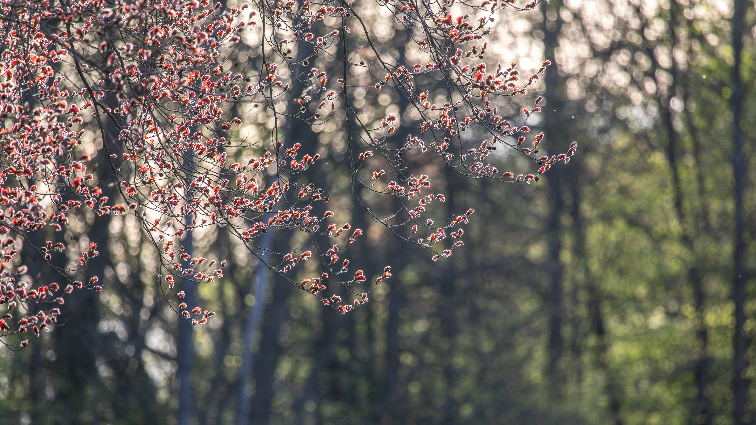 20180414185942 RD4 0674